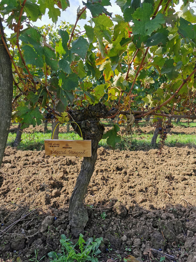 Виноградник на урожай